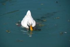 In case you wanted to know what a duck looked like!