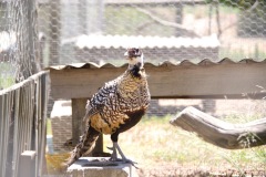 Maggie Beer keeps pheasants (sadly not as pets, for pate)
