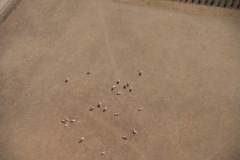 The cattle take shelter from the blazing sun!!!!