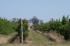 The vines of the McLaren Vale