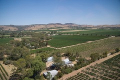 The vines thrive in the dry earth