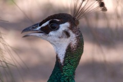 This is a pet