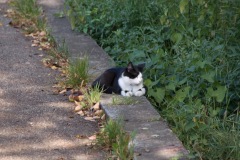 La Chat