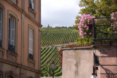 Vineyards of Barr