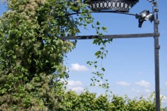 yet more vines