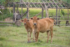 ...and the livestock get concerned!