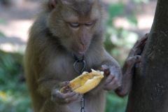 Lunch time at the "Monkey School"