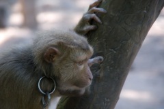 No, really, they enjoy being chained up!!!!