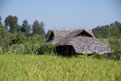 Typical hill tribe hut in rice field.