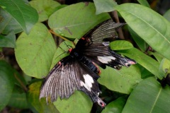 local wildlife
