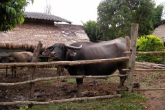 we can visit the local hill tribes...