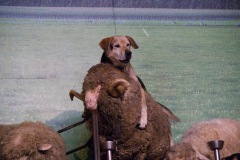 Herding sheep Kiwi style