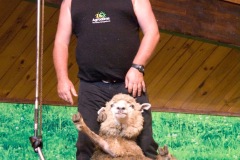Sheep shearing