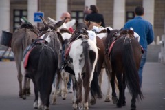 A horse's ass