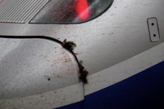 High speed train meets birdies