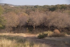 no tigers at the watering hole