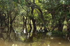 A flooded forest looks like this...
