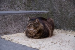 spoiled cat