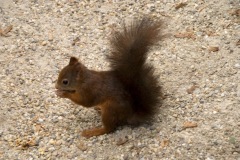 wildlife